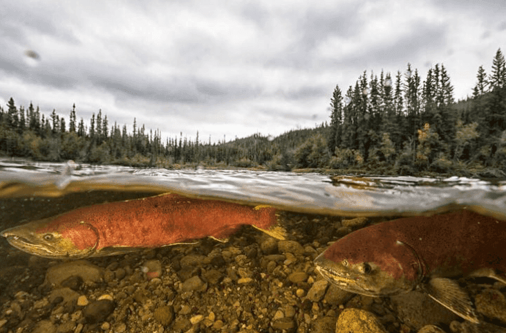 Yukon Salmon Rebound Signals Shift in Alaska Fisheries